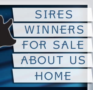 Sires - Winners - For Sale - About Us - Home